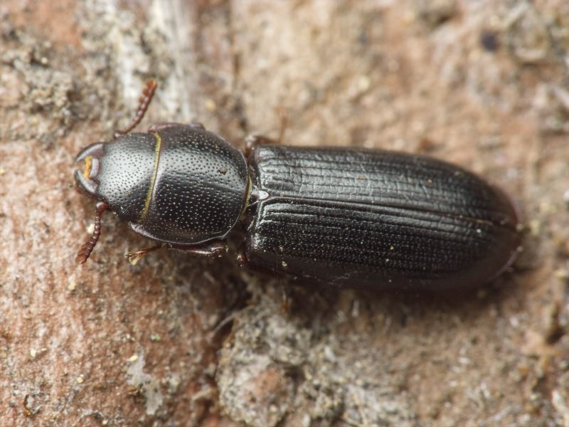 Tenebroides fuscus (Goeze, 1777)